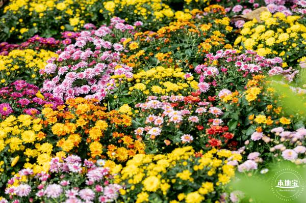 香蜜公园菊花展