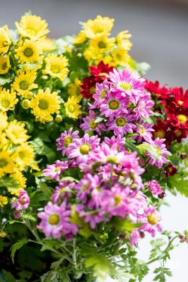 香蜜公园菊花展
