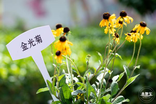 香蜜公园菊花展