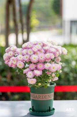 香蜜公园菊花展