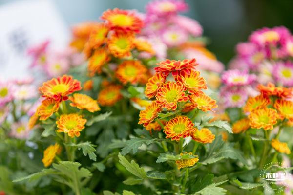 香蜜公园菊花展