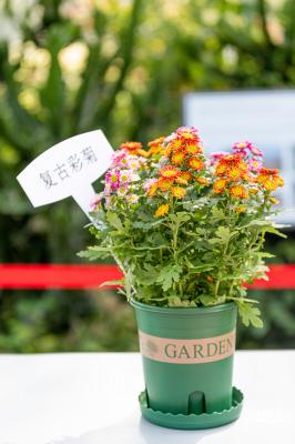香蜜公园菊花展