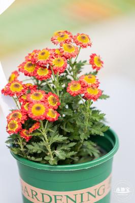 香蜜公园菊花展