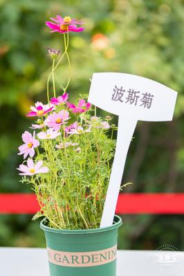 香蜜公园菊花展