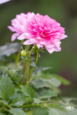 香蜜公园菊花展