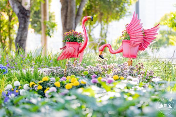香蜜公园菊花展
