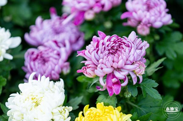 香蜜公园菊花展