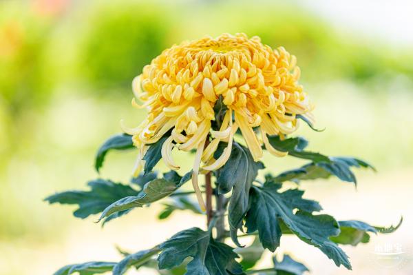 香蜜公园菊花展