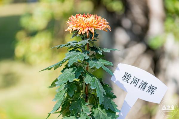 香蜜公园菊花展