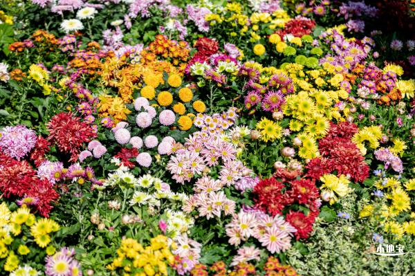 香蜜公园菊花展