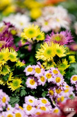 香蜜公园菊花展