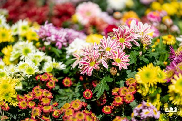 香蜜公园菊花展
