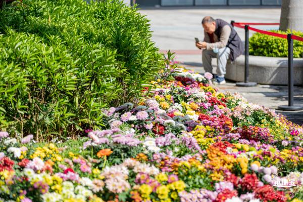 香蜜公园菊花展