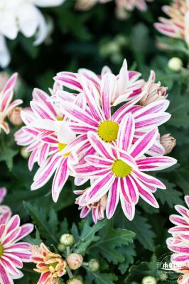 香蜜公园菊花展