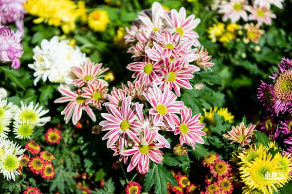 香蜜公园菊花展