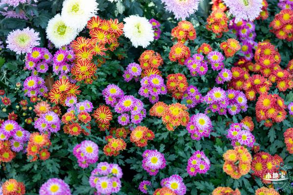 香蜜公园菊花展