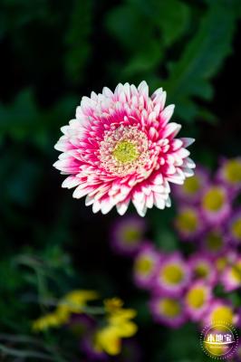 香蜜公园菊花展