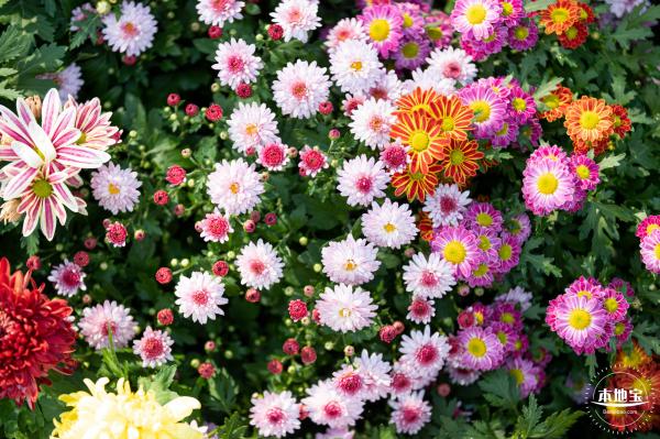香蜜公园菊花展