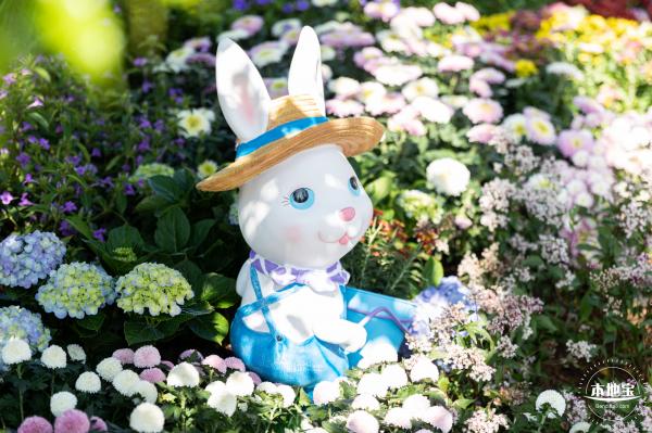 香蜜公园菊花展