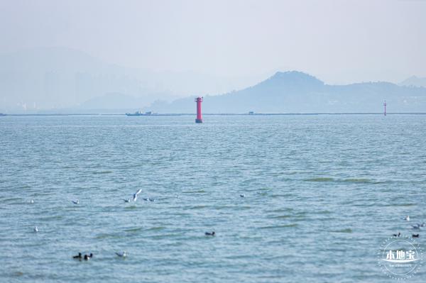 深圳湾公园候鸟季