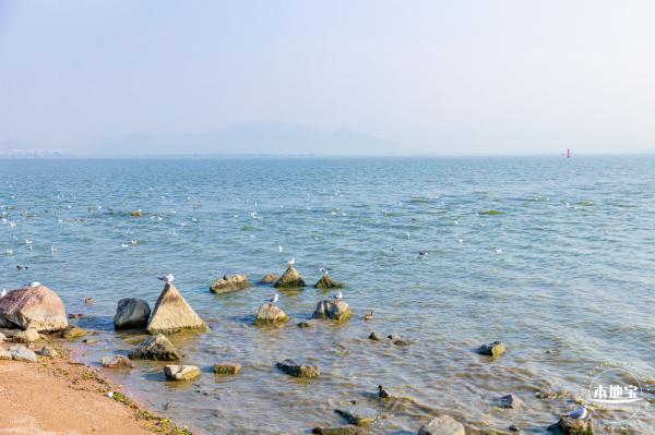 深圳湾公园候鸟季