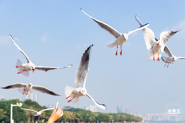 深圳湾公园候鸟季