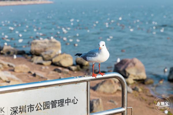 深圳湾公园候鸟季