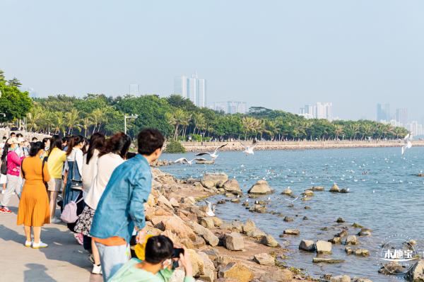 深圳湾公园候鸟季