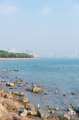 深圳湾公园候鸟季
