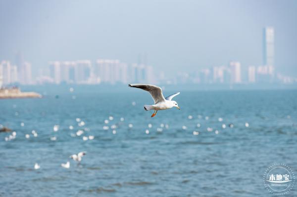 深圳湾公园候鸟季