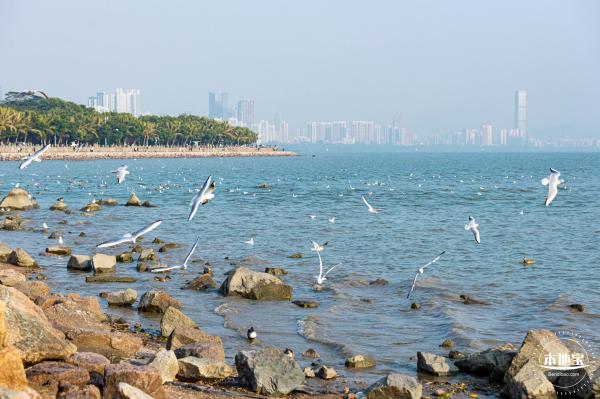 深圳湾公园候鸟季
