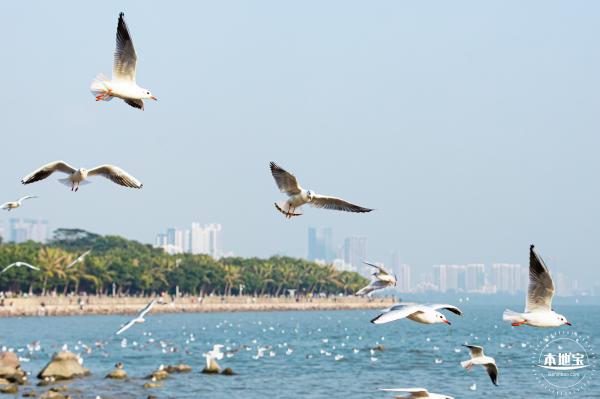 深圳湾公园候鸟季