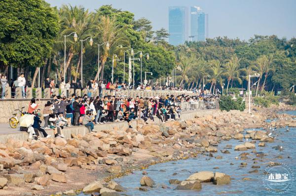 深圳湾公园候鸟季