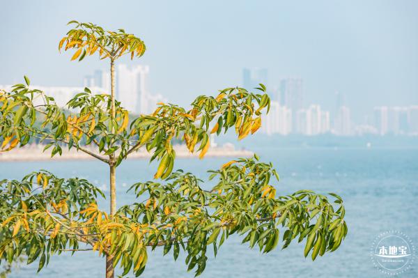 深圳湾公园候鸟季