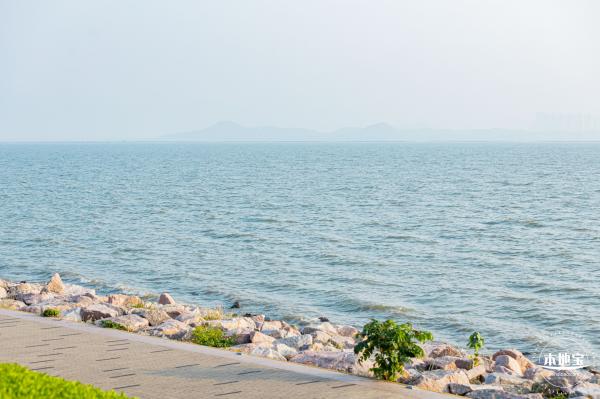 深圳湾公园候鸟季