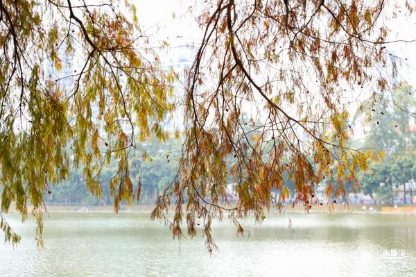 洪湖落羽杉
