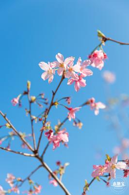 华英路樱花景观公园