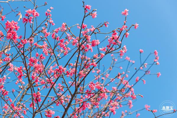 华英路樱花景观公园
