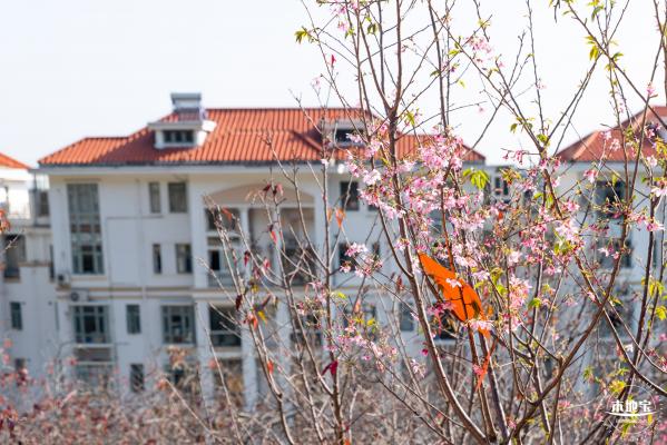 华英路樱花景观公园