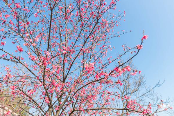 华英路樱花景观公园