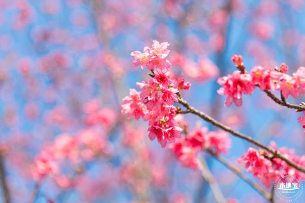 华英路樱花景观公园