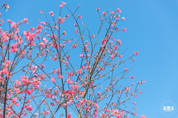 华英路樱花景观公园