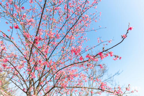 华英路樱花景观公园