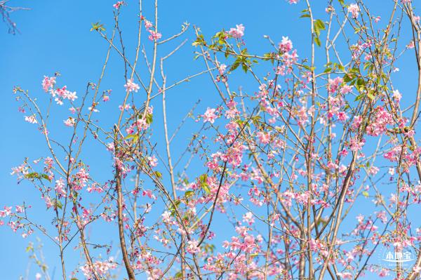 华英路樱花景观公园