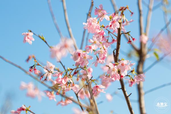 华英路樱花景观公园