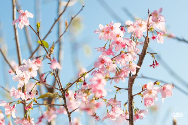 华英路樱花景观公园