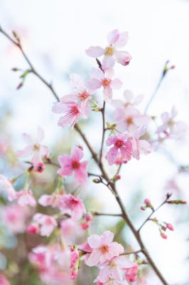 华英路樱花景观公园