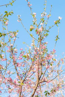 华英路樱花景观公园