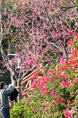 华英路樱花景观公园