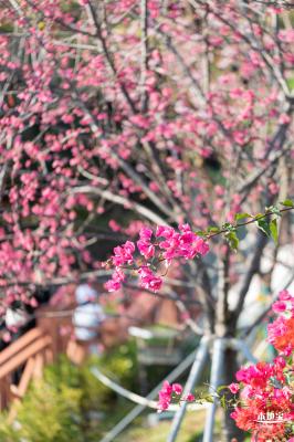 华英路樱花景观公园